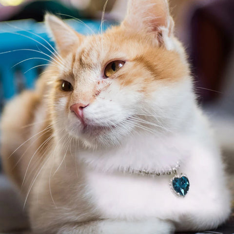 Cute Luxury Crystal Diamond Cat Dog Collar Pendant